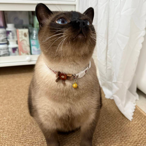 <span class=keywords><strong>Collar</strong></span> de gatito de otoño Breakaway <span class=keywords><strong>Collar</strong></span> de gato a cuadros marrón de seguridad con colgante de campana - Product Image 5