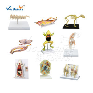 Modelo de Célula Educativo de Biología en Oferta, Modelo Anatómico de Célula Vegetal de PVC Avanzado para la Enseñanza de Biología, Modelo de Cloroplasto - Product Image 2