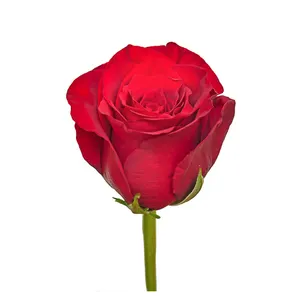 Premium Kenyan potongan bunga segar Explorer merah muda tebal mawar kepala besar 40cm batang grosir ritel potongan segar mawar