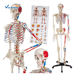 Modelo de <span class=keywords><strong>Esqueleto</strong></span> <span class=keywords><strong>Humano</strong></span> de 176 cm con Músculos Marcados a Color en un Lado, Demostración para Clases de Medicina, Estudio Musculoesquelético, Modelo de Anatomía - Product Image 1