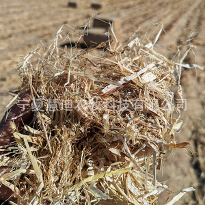 Paca de Forraje de Tallos de Maíz, Alimento Desmenuzado para Ganado Vacuno, Ovino y Equino, Suministro Directo de Origen - Product Image 4