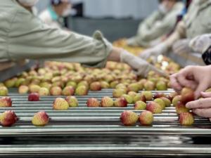 Litchi congelé en vrac Prix de gros Fabricant du Vietnam Fruits frais Idéal pour les aliments et les boissons - Product Image 2