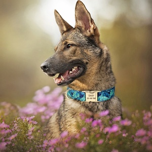 Baya nuevo oro placa hebilla forro De Nylon impreso tela <span class=keywords><strong>Collar</strong></span> De Perro para perros mascotas - Product Image 6