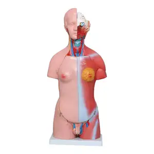 Usine torse humain modèle d'anatomie modèle anatomique médical science médicale Mannequin Science médicale 42CM torse 23 pièces torse
