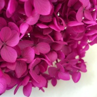 2024 ins paling populer ungu alami asli merah biru putih hijau merah muda panas hydrangea batang panjang diawetkan bunga hydrangeas kering