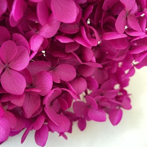 2024 ins il più popolare vero naturale <span class=keywords><strong>viola</strong></span> rosso <span class=keywords><strong>blu</strong></span> bianco verde rosa caldo ortensia lungo gambo conservato <span class=keywords><strong>fiori</strong></span> di ortensie essiccate - Product Image 3