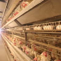 Vente en gros de cage de batterie d'élevage automatique de poules de bonne qualité et moderne d'usine de Chine pour élever 20000 poulets aux œufs