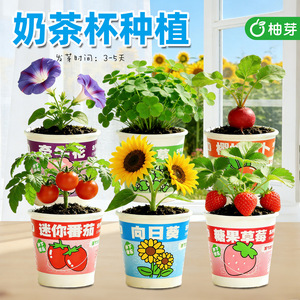 Pot de culture miniatures Luck Grass pour la Journée des enfants, pot en plastique écologique, thème fraise printanière - Product Image 2