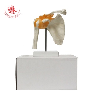 <span class=keywords><strong>Huesos</strong></span> <span class=keywords><strong>de</strong></span> articulación <span class=keywords><strong>de</strong></span> hombro humano FRT026, gran oferta, modelo <span class=keywords><strong>de</strong></span> anatomía, modelos <span class=keywords><strong>de</strong></span> articulación anatómica, modelos <span class=keywords><strong>de</strong></span> articulación <span class=keywords><strong>de</strong></span> hombro humano - Product Image 6