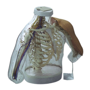 Mannequin de formation médicale pour la science médicale <span class=keywords><strong>Injection</strong></span> <span class=keywords><strong>intramusculaire</strong></span> du bras supérieur et mannequin de formation médicale modèle contrastif - Product Image 2