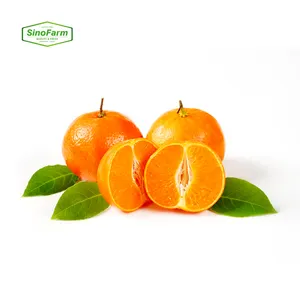 Tangerine Mandarine Orange Fournisseur de Chine Orange Fraîche