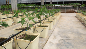Microgreen vegetales 2 pulgadas neto marihuana cultivo hidropónico de red de malla de <span class=keywords><strong>herramienta</strong></span> - Product Image 6
