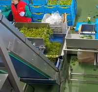 Automatische Multihead Frozen Fruit Tray Box Vulmachine Verse Groenten Salade Clamshell Packing Machine