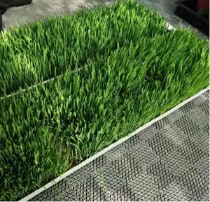 Fodder barley gutter hydroponics system for plant fodder microgreen 500kg/day Agriculture