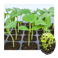 Semences de fleurs Semences de légumes Planteur de bouchons Machine à semis automatique Plateau à bouchons automatique Ligne de production de semis