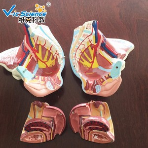 แบบจำลองกระดูกเชิงกรานหญิง แบบจำลองกายวิภาคศาสตร์หญิง สำหรับนักเรียนและแพทย์ แบบจำลองทางกายวิภาคเพื่อการเรียนการสอน - Product Image 2