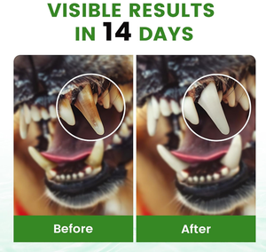 Ambientador de aliento para perros OEM/ODM para limpieza de dientes, aditivo de agua dental enzimático para perros, refresca el aliento y reduce el suplemento de sarro - Product Image 5