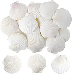 Scallop Shells White Natural Seashell 25 PCS for DIY Craft Mermaid Beach Wedding Home Decoration(2-3inch)