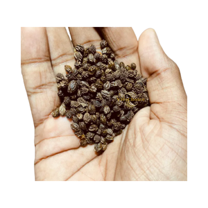 Semillas de Papaya Secas de Estilo Orgánico, Procesadas y Limpias, Exportación a Granel - Product Image 1