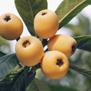 مسحوق حمض الأورسوليك 50% |   مستخلص التريتربينويد الطبيعي |   رقم سجل المستخلصات الكيميائية 77-52-1 |   مكمل غذائي للعضلات ومضاد للالتهابات - Product Image 3