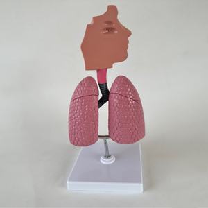 Modelo del Sistema Respiratorio Nasal y de Garganta Humano, Modelo de Anatomía Bronquial - Product Image 4