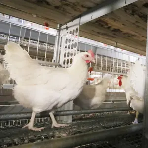 Gaiolas automáticas para avicultura, equipamento de bateria com preço de jogo, gaiolas para criação de frangos