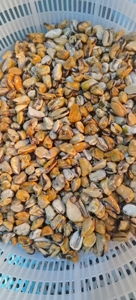 Venta al por mayor caliente IQF congelado hervido mejillón carne cocida mariscos del proveedor de China - Product Image 2