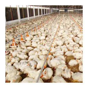 High Quality Modern Design Broiler Chicken House Poultry Farm for Sale in Maharashtra