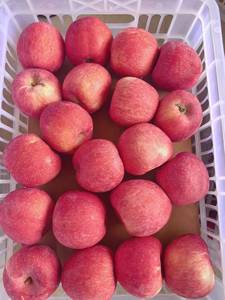 Nuovo Raccolto 2026: Mele Fuji Rosse Fresche dalla Cina, Qualità Premium, Dolci e Succose, Vendita all'Ingrosso, Grado Export 80mm/85mm - Product Image 6