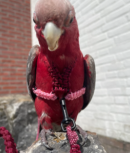 <span class=keywords><strong>2026</strong></span> Individuelles Logo Kleines Verstellbares Papageien-Trainings-Design Anti-Beiß Blauer Vogel <span class=keywords><strong>Nylon</strong></span>-Seil-Geschirr-Leine - Product Image 5