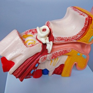 العلوم الطبية نوعية جيدة الإنسان نموذج تشريح 1.5 مرات الإنسان الأذن دمية لعرض الملابس مع الخارجي الأوسط الداخلية الأذن - Product Image 5