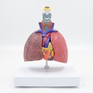 Modelo de enseñanza de ciencias médicas, sistema respiratorio, laringe, Corazón, Pulmón, árbol bronquial, modelo de corazón - Product Image 2