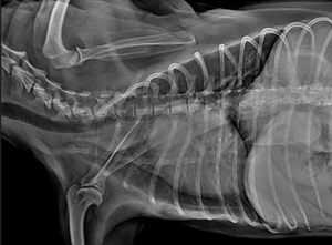 Sistema de Imagenología Veterinaria Todo en Uno: Escáner CT, Radiografía Digital Dinámica DR, Máquina de Imagenología Dental Panorámica - Product Image 5