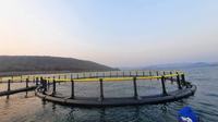 Équipement d'aquaculture piscicole, cage flottante pour poissons, cages d'élevage de poissons fabriquées