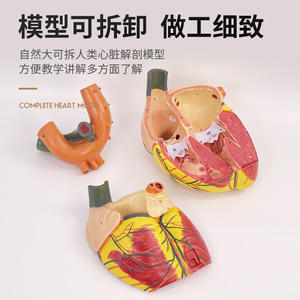 Modelo anatômico cardíaco adulto, ultrassom B, ultrassom, aparelho circulatório, cardiologia, modelo de ensino cardiovascular - Product Image 2