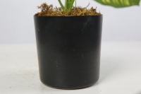 Plantes vertes de 47 cm, plantes d'intérieur, plantes à feuilles vertes, bonsaï artificiel, plantes artificielles, décoration intérieure