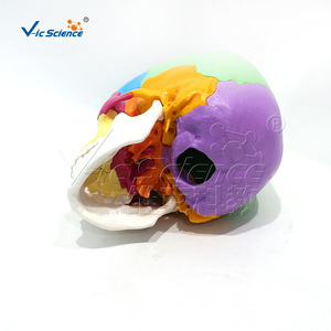 Modèle de crâne humain Vic 190085, modèle anatomique de crâne coloré, 22 composants de crâne colorés - Product Image 3