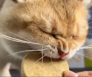 En çok satan yüksek <span class=keywords><strong>Protein</strong></span> kuru % kedi maması tam dondurularak kurutulmuş sığır ve tavuk eti Patty kediler için sağlık aperatifler - Product Image 3