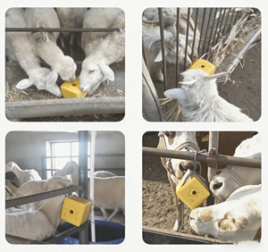 Bloc de <span class=keywords><strong>sel</strong></span> minéral méditerranéen carré à haute teneur en nutriments pour animaux d'élevage, bétail, moutons, bloc à lécher à base de mélasse - Product Image 3