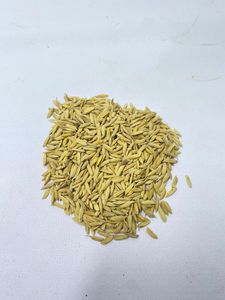 IPB 9 Garuda: Semillas de Arroz de Alto Rendimiento, Resistentes a las Enfermedades, Proveedor de Semillas Inteligentes para el Clima - Product Image 4