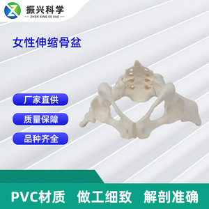 Modèle pelvien féminin articulé à l'échelle 1:1, squelette dynamique de hanche et de sacrum humains, outil pédagogique pour l'enseignement de l'anatomie pelvienne - Product Image 5