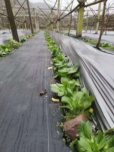 <span class=keywords><strong>Enon</strong></span> 2x100m 2% UV Biodegradable PP Película de mantillo Tela de paisaje Estera de jardín Barrera de malezas duradera - Product Image 5