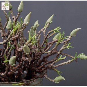 Rama de Magnolia Artificial de Alambre Plástico, Alta Simulación, Adorno para Interiores, Decoración del Hogar, Accesorio de Fotografía - Product Image 4