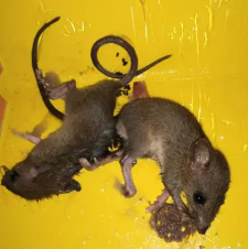 Piège à souris et rats en colle solide, écologique, imperméable et jetable – Planche collante pour rongeurs - Product Image 2