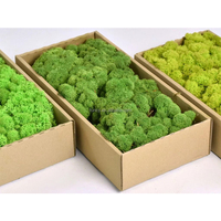 500 grammes Décoration murale pour la maison, décoration colorée, type de plante en herbe préservée, lichen et mousse de renne