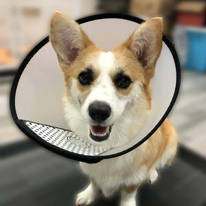 <span class=keywords><strong>Collar</strong></span> de protección para perros y gatos, protector de cuello de cono de recuperación médica, antimordedura - Product Image 2