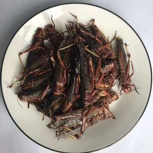 Grasshoppers séchés en gros, nourriture pour reptiles, nourriture pour tortues, insectes comestibles - Product Image 3