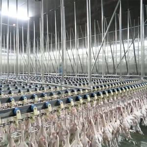 Máquina Eruis Pollo Pollos Fábrica Pollo Máquina muerta Pollo Aves de Corral <span class=keywords><strong>Massacre</strong></span> Tornillo Enfriadores de agua - Product Image 5