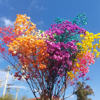 Gedroogde Gypsophila Bloemen Hot Sale Gedroogde Bloemendecoratie Gypsophila Ge conserveerde Gedroogde Babysbreath Bloem Gypsophila voor Bruiloften