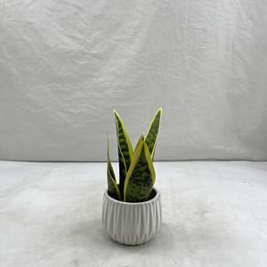 Planta Artificial de Orquídea Tigre, Bonsái Verde Amarillo, <span class=keywords><strong>Sansevieria</strong></span> de 36 cm, Maceta de Plástico Ecológica, Decoración para Interiores, Hogar, Bodas, Navidad - Product Image 2